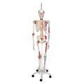 3B Scientific Super Skeleton Sam, on Hanging Stand - w/ 3B Smart Anatomy 1020177